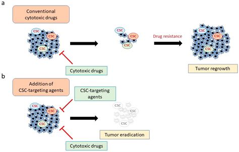 Stem Cell Therapy For Cancer