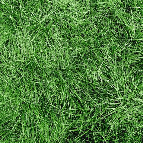 Chewings Fescue Grass Seeds | American Meadows