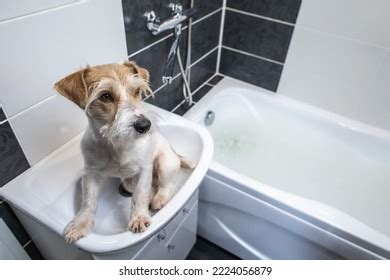 1,837 Jack Russell Grooming Stock Photos, Images & Photography ...