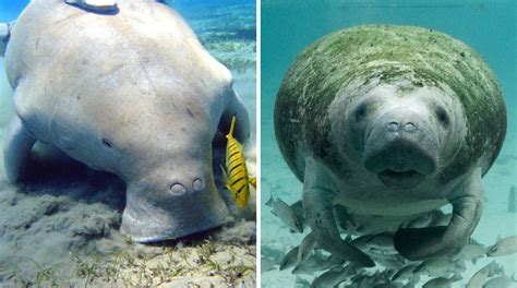 Manatee vs. Dugong - What’s the Difference? — DIPNDIVE