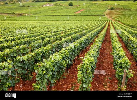 Pinot noir vineyards, Domaine de la Romanée-Conti, Vosne-Romanée, Côte de Nuits, Côte d´Or ...