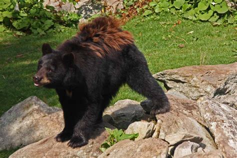 The Adventures of Bushwhack Jack: Grandfather Mountain Wildlife