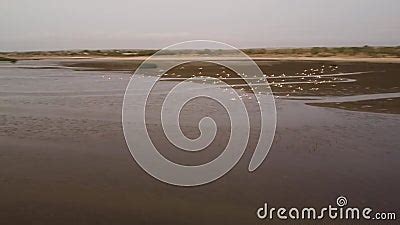 Aerial View of Flamingos Flying Over the Ocean at Sunset in Mussulo Bay, Luanda, Angola Stock ...