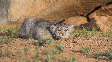 Wildlife | Steppe Wildlife | Mongolia