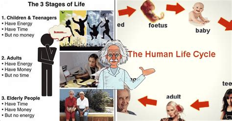 Human Life Cycle Vocabulary in English - ESLBUZZ