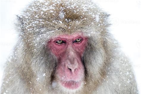 snow monkey 718094 Stock Photo at Vecteezy