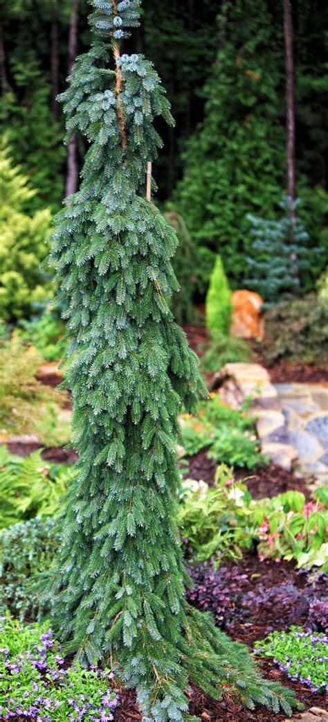 26 best Unusual Dwarf Evergreens images on Pinterest | Landscaping ideas, Patio plants and Diy ...