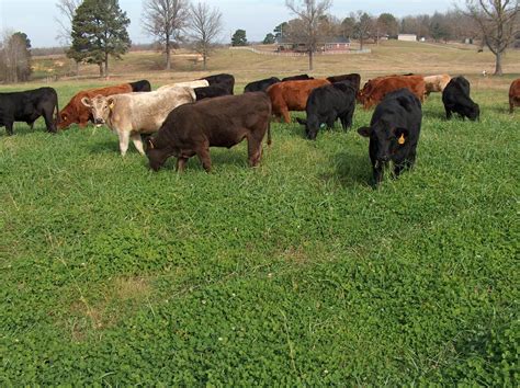 Pasture and Forage Crops | ClassNotes.ng