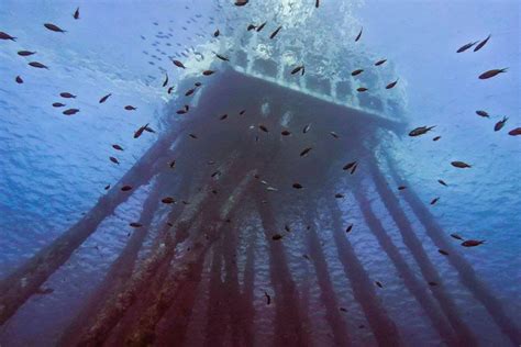 Diving Bonaire: Best Kept Secret of the Caribbean - Art of Scuba Diving