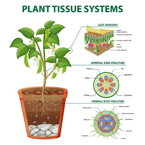 Diagram showing Plant Tissue Systems 1972139 Vector Art at Vecteezy