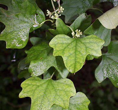 Cocculus carolinus | Carolina snailseed | Medicinal Uses | Charles W. Kane | Applied Medical Botany