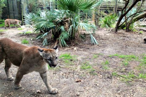 Sunday Snapshot: Jacksonville zoo animals!