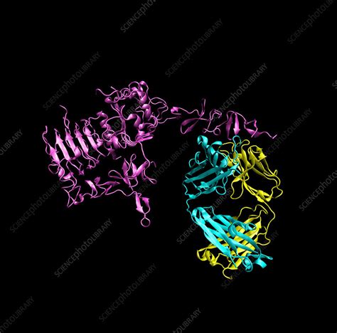 Herceptin breast cancer drug molecule - Stock Image - A617/0161 - Science Photo Library