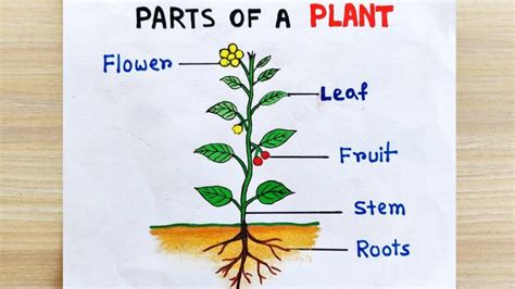 the parts of a plant on a piece of paper