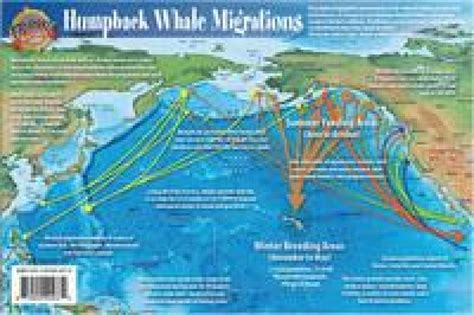 Pacific Humpback Whale Migration and Whale Life Cycles Laminated Card | Maps.com.com