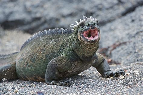 This Marine Iguana Thinks He’s Godzilla | Sean Crane Photography