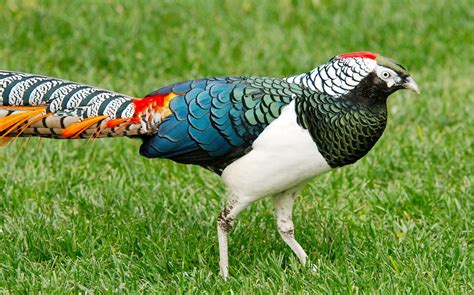 Lady Amherst Pheasant | A Lady Amherst Pheasant. Also know a… | Flickr