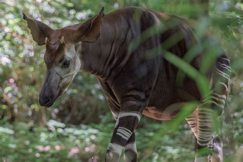 8 Extraordinary Facts About the Okapi