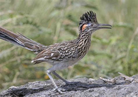 30 Roadrunner Bird Facts About These Fast Running Cuckoos | Facts.net