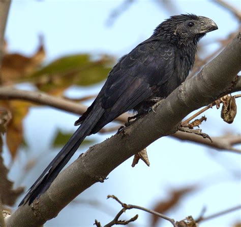 Groove-billed Ani | San Diego Bird Spot