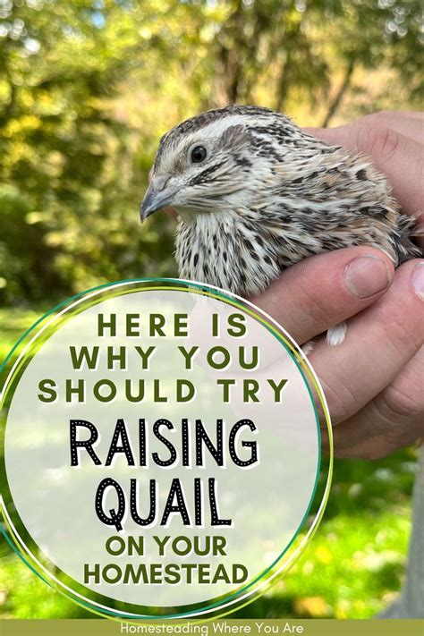 13 Benefits of Raising Quail That May Surprise You | Raising quail, Quail, Backyard farming
