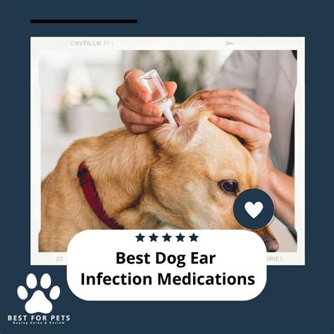 The 9 Best Dog Ear Infection Medications of 2023