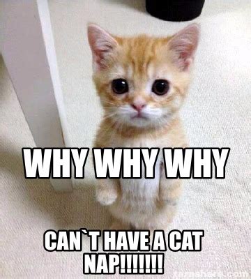 Meme Creator - Funny why why why can`t have a cat nap!!!!!!! Meme Generator at MemeCreator.org!