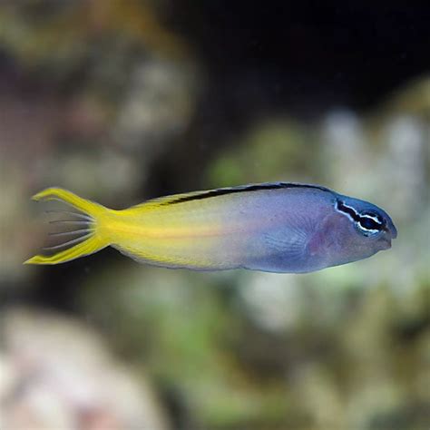 Ember Blenny - Fish and Coral Store