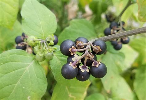 66 Square Feet (Plus): Black nightshade vs deadly nightshade