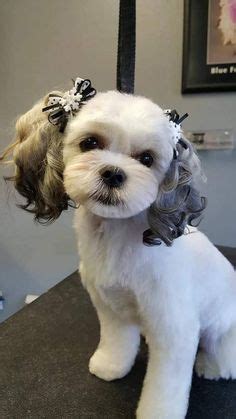 12 Maltese Shih Tzu Haircuts ideas | shih tzu haircuts, dog haircuts, shih tzu