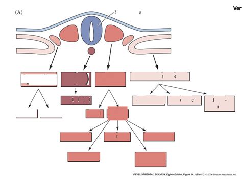 Development of Mesoderm Diagram | Quizlet