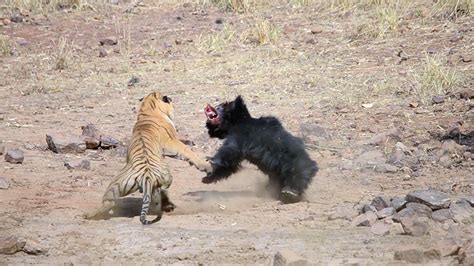 Epic battle between tiger and sloth bear caught on film