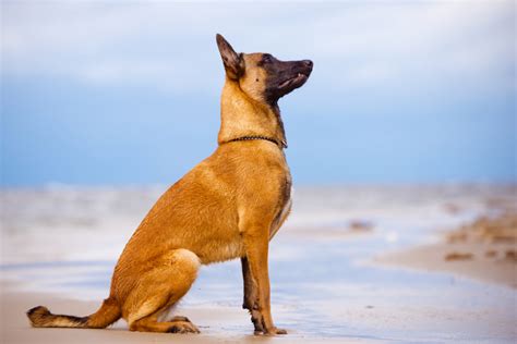 10+ Belgian Malinois Colors: All Options Explained