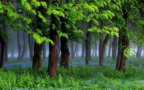 nature, Landscape, Spring, Forest, Grass, Wildflowers, Mist, Trees, Green, Morning, Shrubs ...