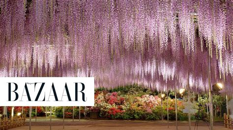 This Wisteria Flower Tunnel in Japan Is the Most Magical Place Ever ...