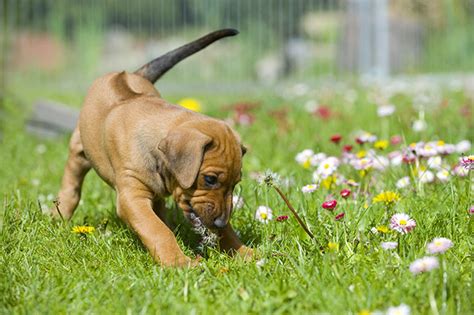 Dog Backyard Series Part 2: Poisonous Plants For Dogs To Keep Out of ...