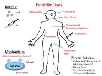 Online Biology Notes - Page 38 of 57 - A Complete notes for Students