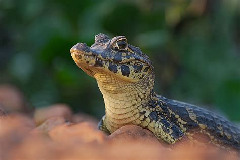 Young Yacaré Caiman | Sean Crane Photography