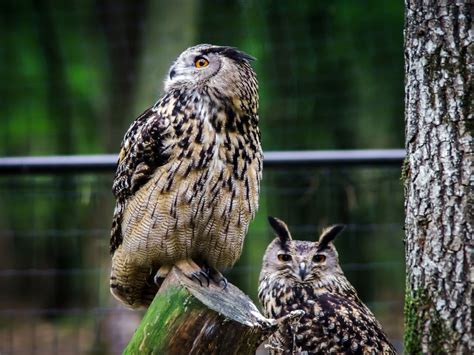 26 Stunning Images of Woodland Animals in Their Natural Habitat ...