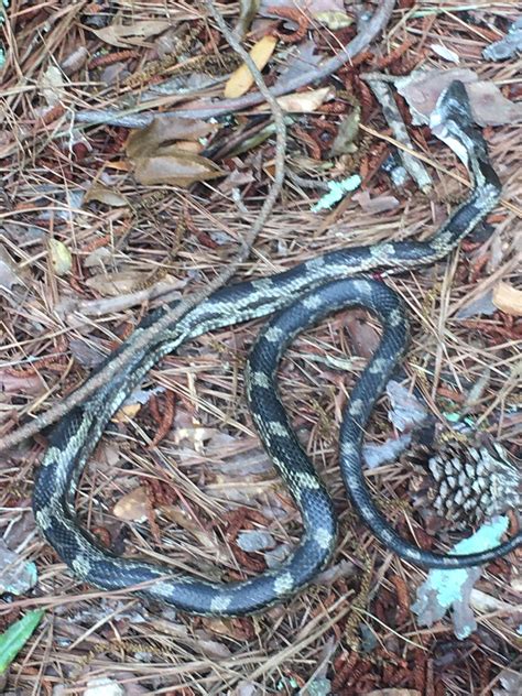 Near pell city, alabama. Is it some sort of rat snake? : r/whatsthissnake