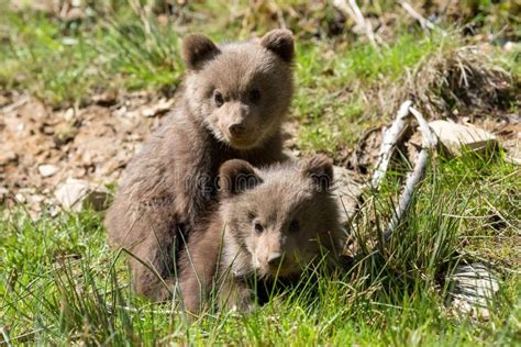 Wild Brown Bear Cub Closeup Stock Image - Image of arctos, lovely ...