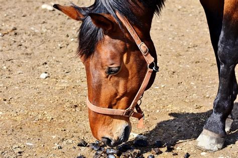 Horse Breed: Ardennes - BuzzSharer.com