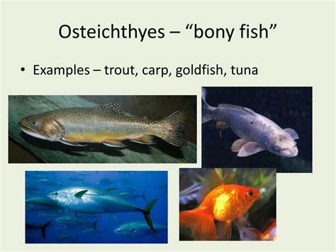 Class Osteichthyes Characteristics