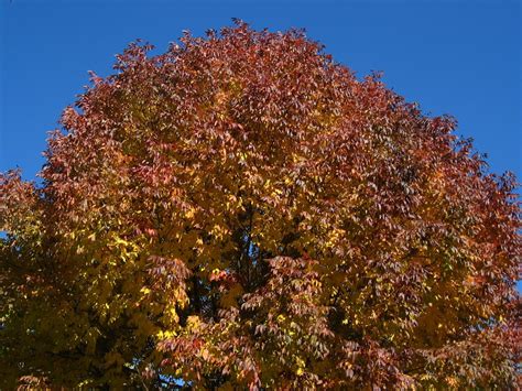 Free Images : tree, branch, plant, sky, sunlight, morning, leaf, flower, autumn, season, cherry ...