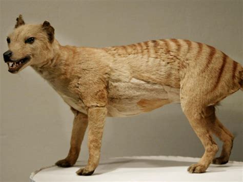 Tasmanian tiger declared extinct 80 years ago “spotted” eight times ...