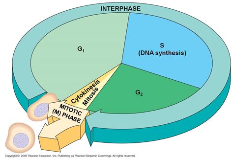 [DIAGRAM] Plant Cell Cycle Diagram - MYDIAGRAM.ONLINE