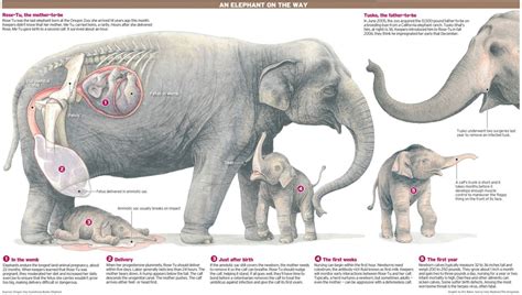 An Elephant’s Birth // Explica Media