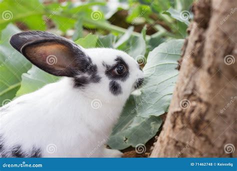 Rabbit lettuce stock photo. Image of garden, eating, farm - 71462748