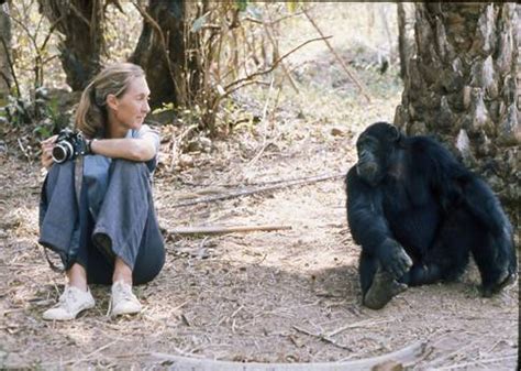 Jane Goodall renews her faith in nature and humanity during the "Gombe ...