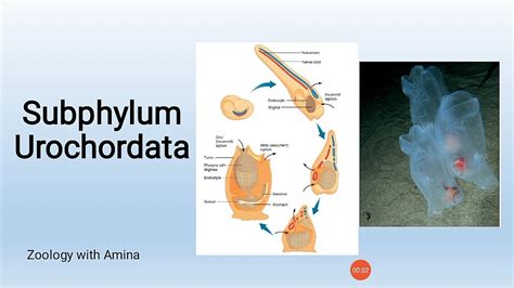 Phylum Chordata Subphylum Urochordata - YouTube